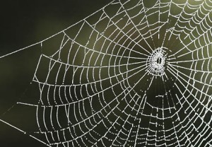 spider web 3 crop